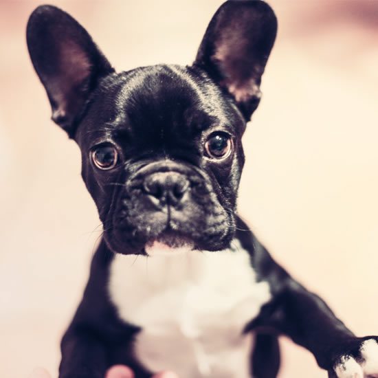 HUNDE